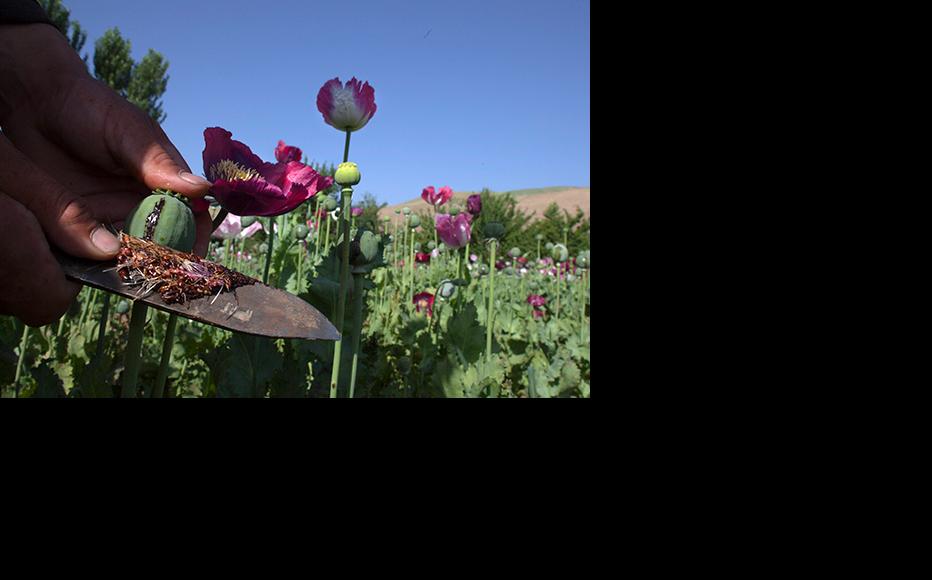 Poppy production is on the rise in Nimroz province. (Photo: Paula Bronstein/Getty Images)