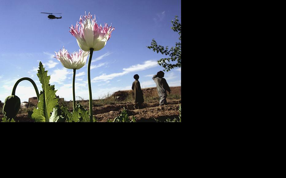 Poppy field in Afghanistan's Helmand province. (Photo: John Moore/Getty Images)