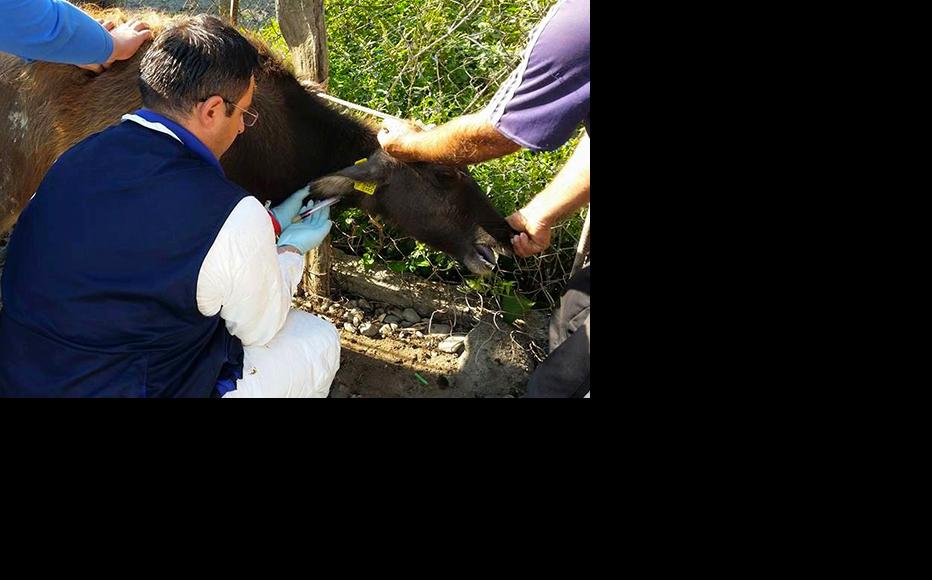 Cattle are vaccinated by National Food Agency vets. (Photo: Zviad Asanishvili)