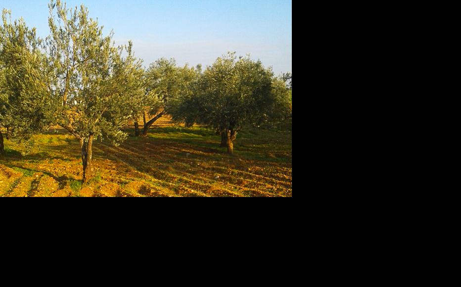 Neglected olive groves in Tal Minis, Idlib. (Photo: Manaf al-Hashash)