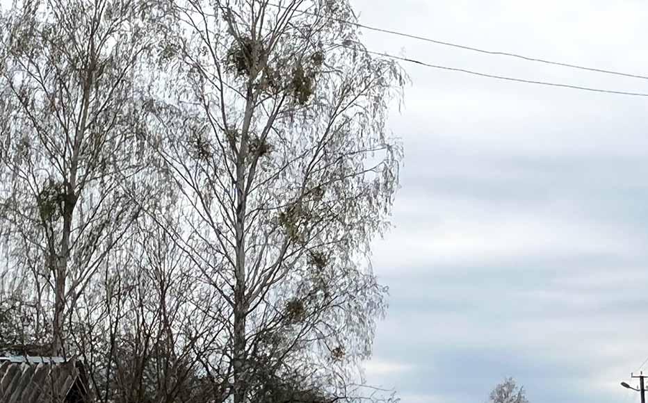 Storks come to nest in Zirka village.