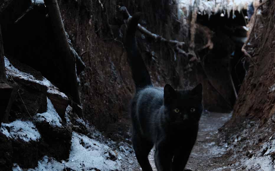Cats are key allies in the trenches as they hunt mice, which infiltrate the ditches in search of food and warmth, at times chewing heating or internet cables. Cats are key allies in the trenches as they hunt mice, which infiltrate the ditches in search of food and warmth, at times chewing heating or internet cables.