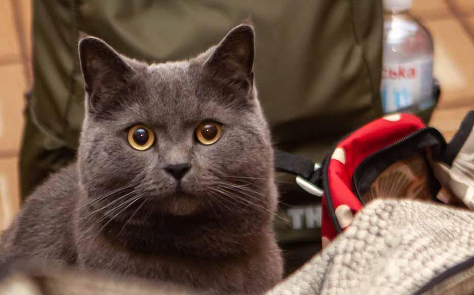 A kitten peeks from a bundle of blankets and backpacks. Many Ukrainians have endured long journeys with their pets. 