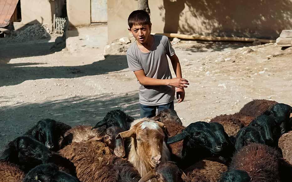 A boy drives his sheep to pasture in the mountains.