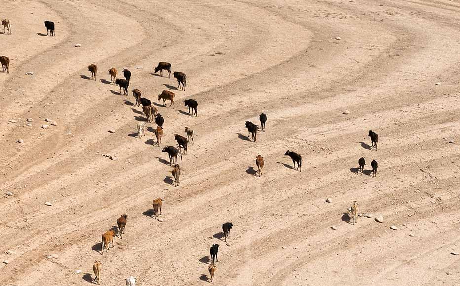 Cows head to the Hisorak reservoir, a key water resource for the area around Gelon. Scorching summers affect the reservoir’s water levels. Cows head to the Hisorak reservoir, a key water resource for the area around Gelon. Scorching summers affect the reservoir’s water levels.