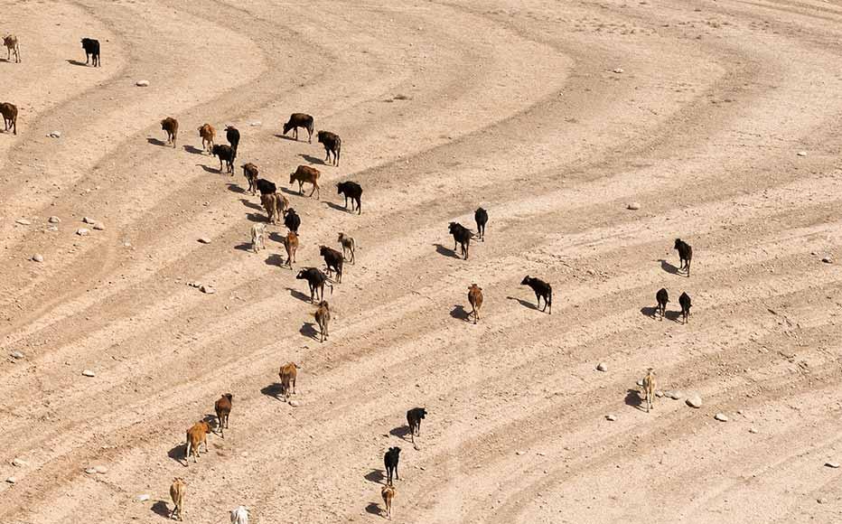 Cows head to the Hisorak reservoir, a key water resource for the area around Gelon. Scorching summers affect the reservoir’s water levels.