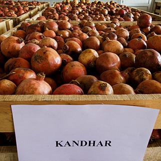 Pomegranates from Kandahar ready for processing at Afghanistan's first juice concentrate factory. Kabul, October 2009. (Photo: Paula Bronstein/Getty Images)