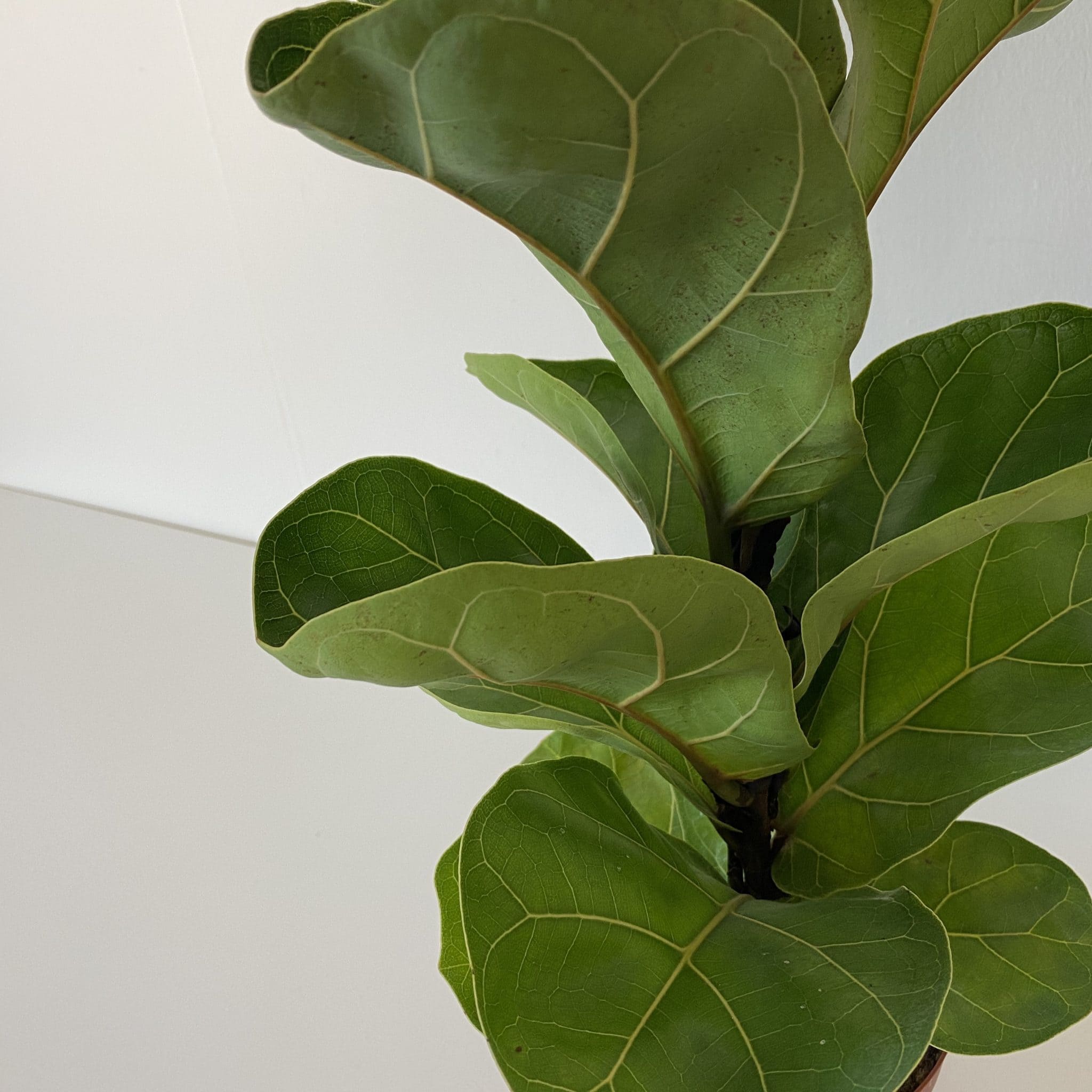 fiddle leaf fig care