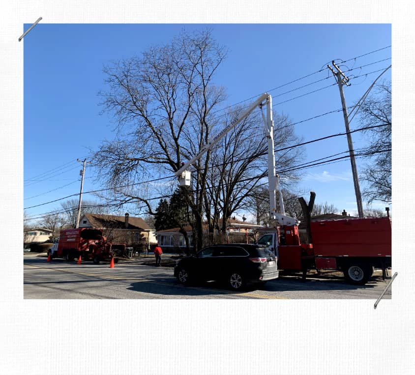 Skokie Tree Service Trimming