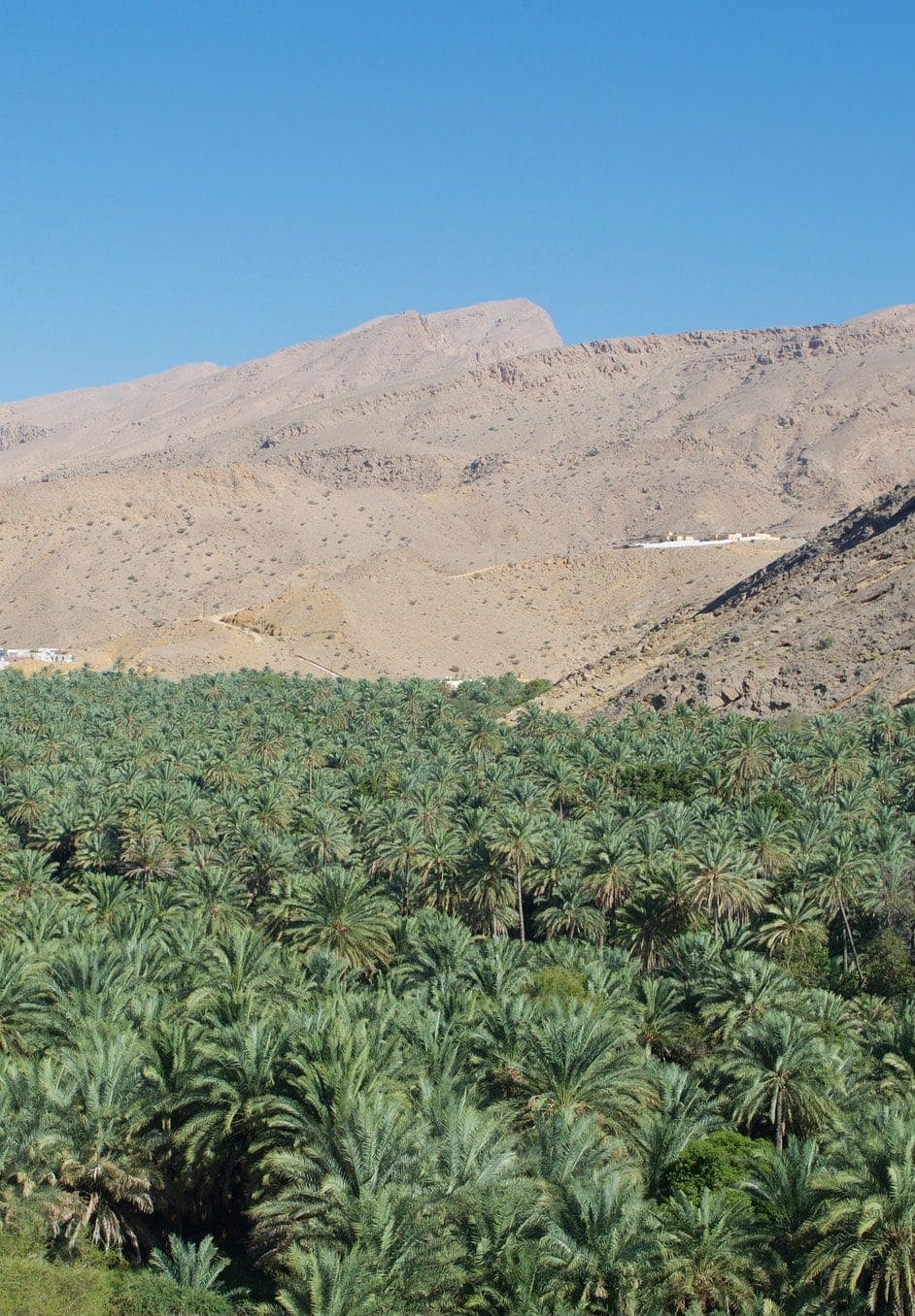 Oasenlandschaft im Oman