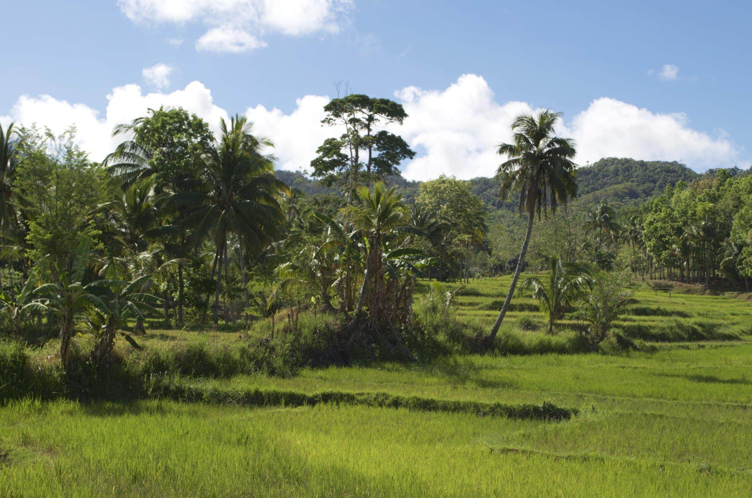 Reisfelder in den Bergen von Bohol