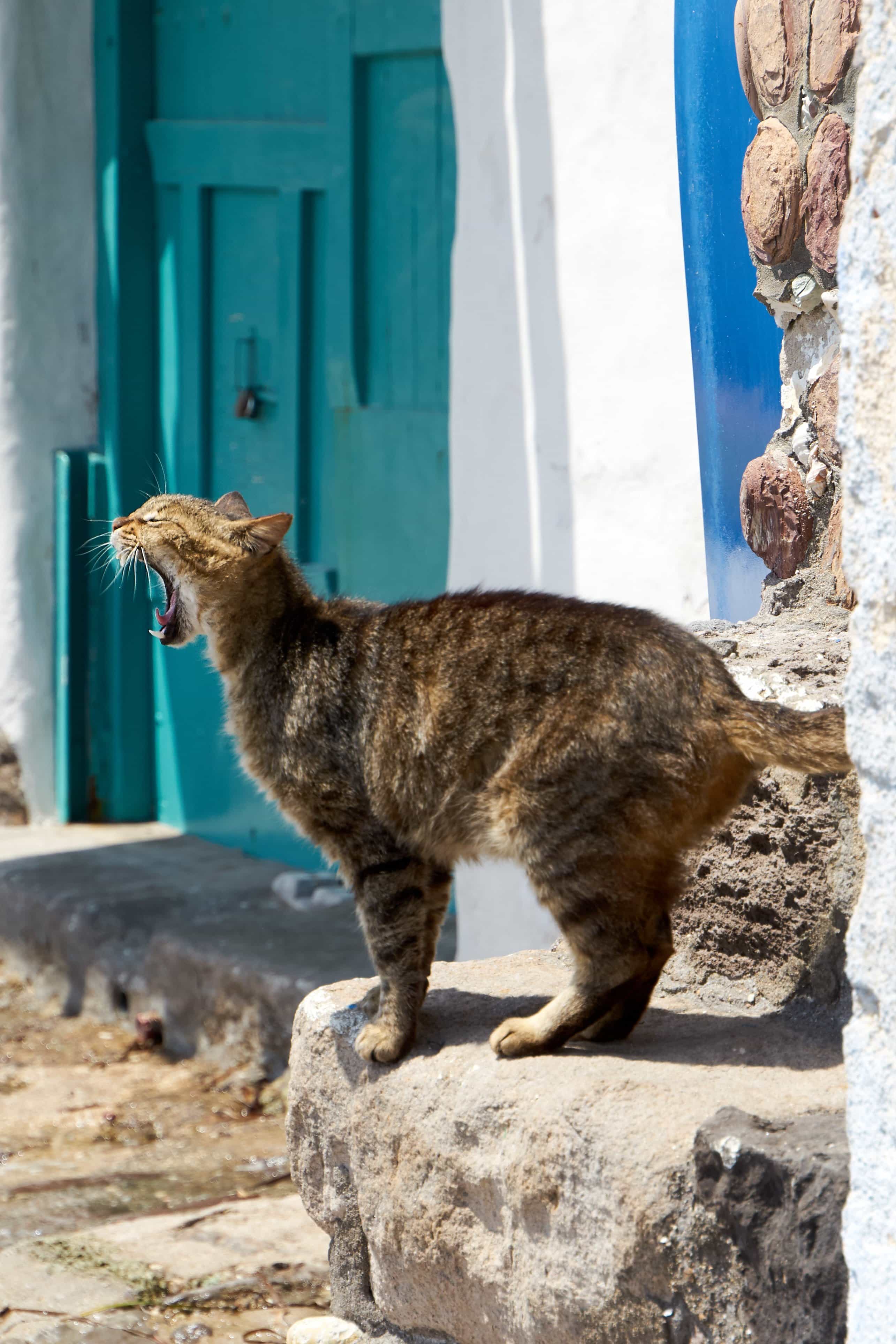 Katze in Klima