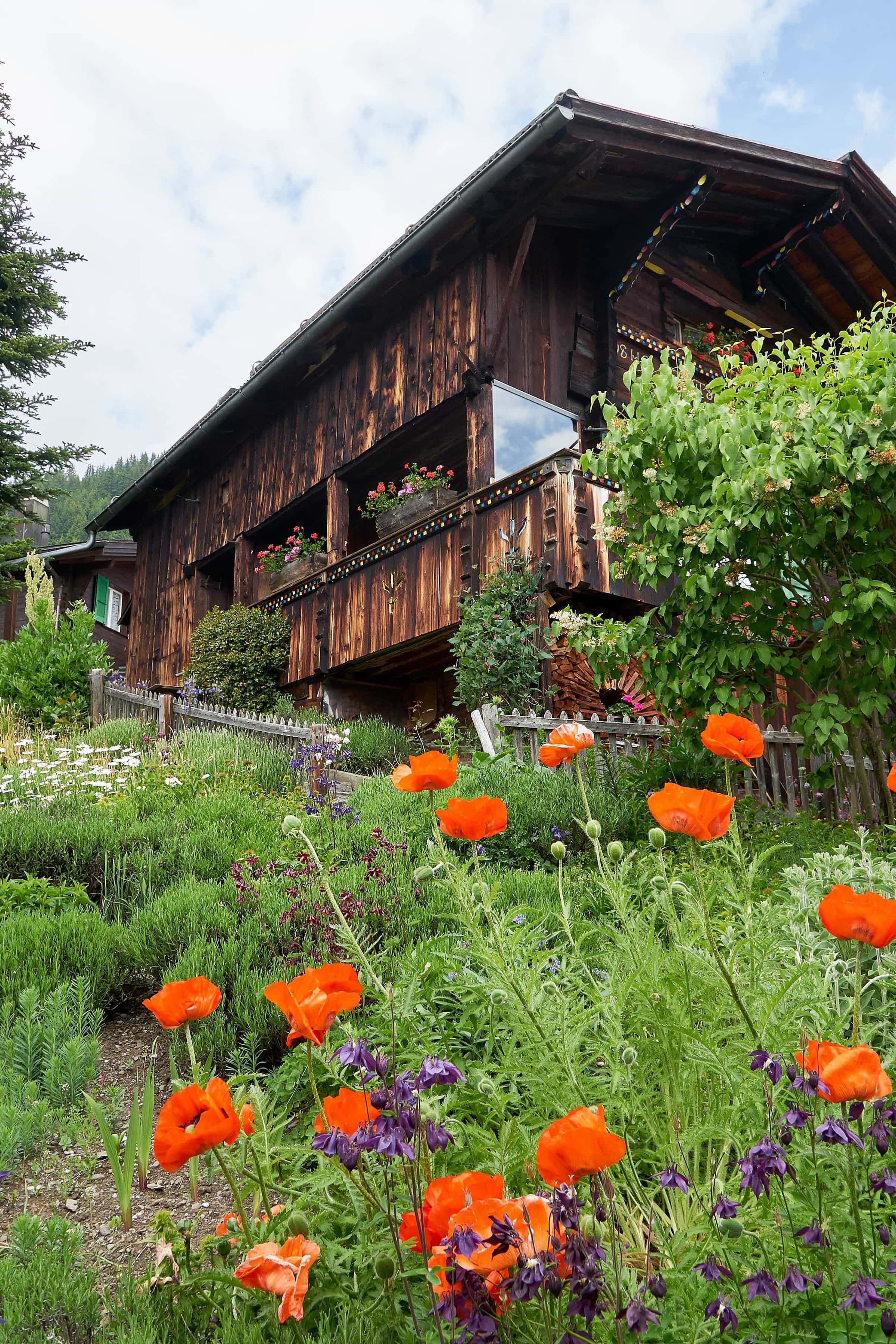 Mohnblumen im Garten eines Hauses in Mürren