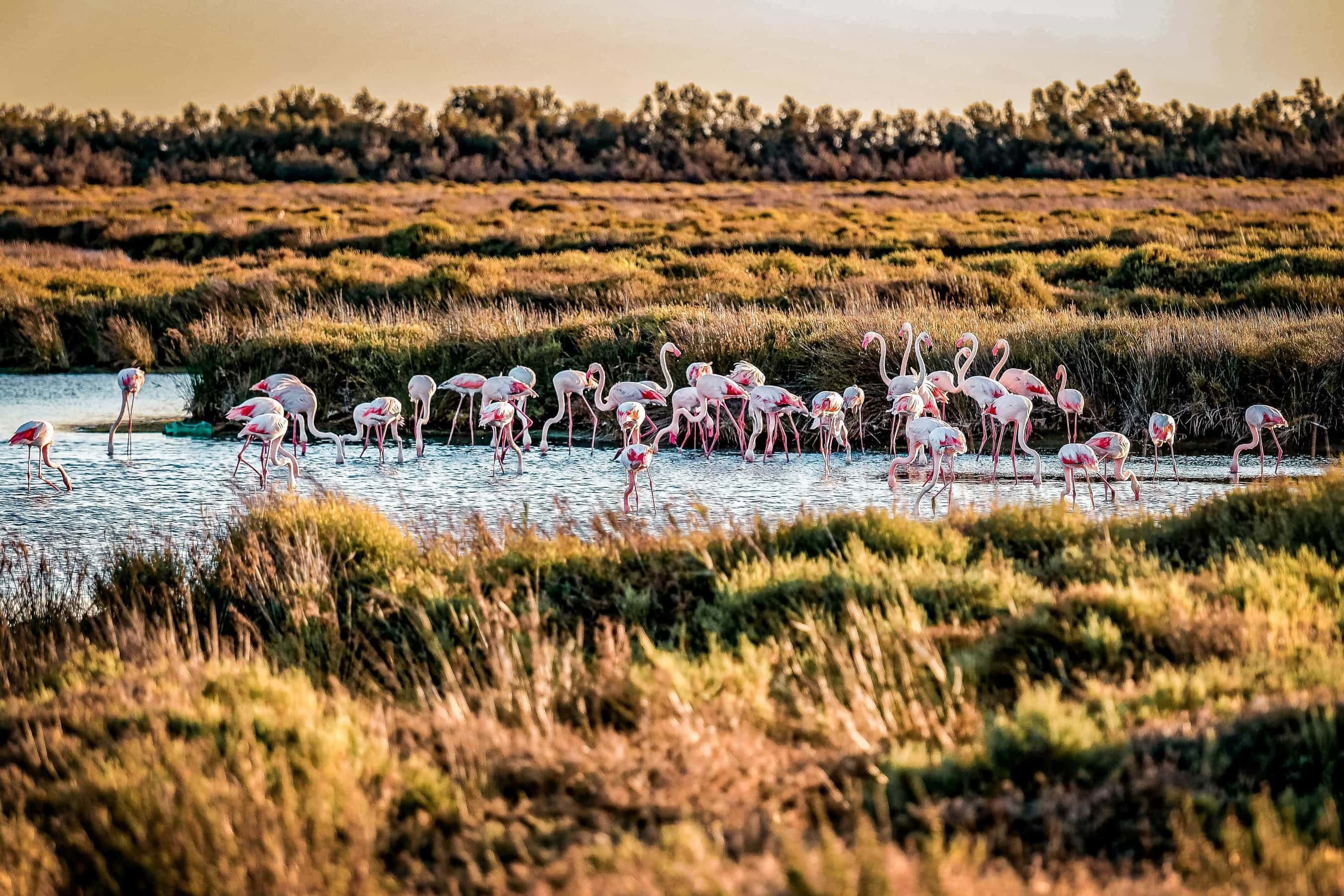 Abenstimmung mit Flamingos