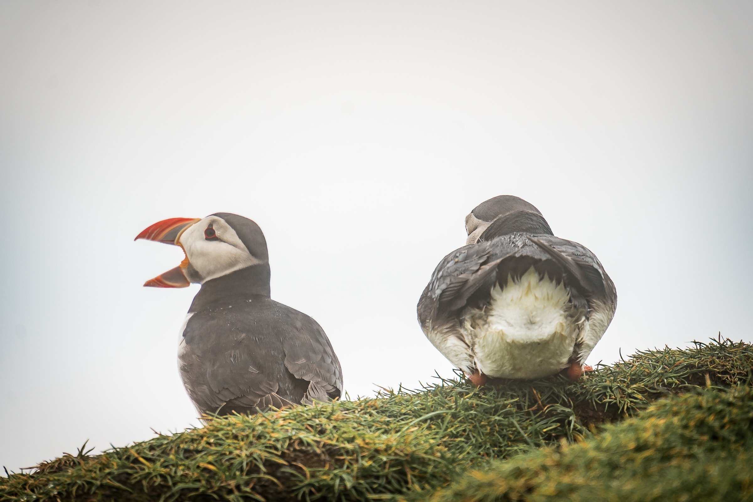 Rückansicht eines Puffins
