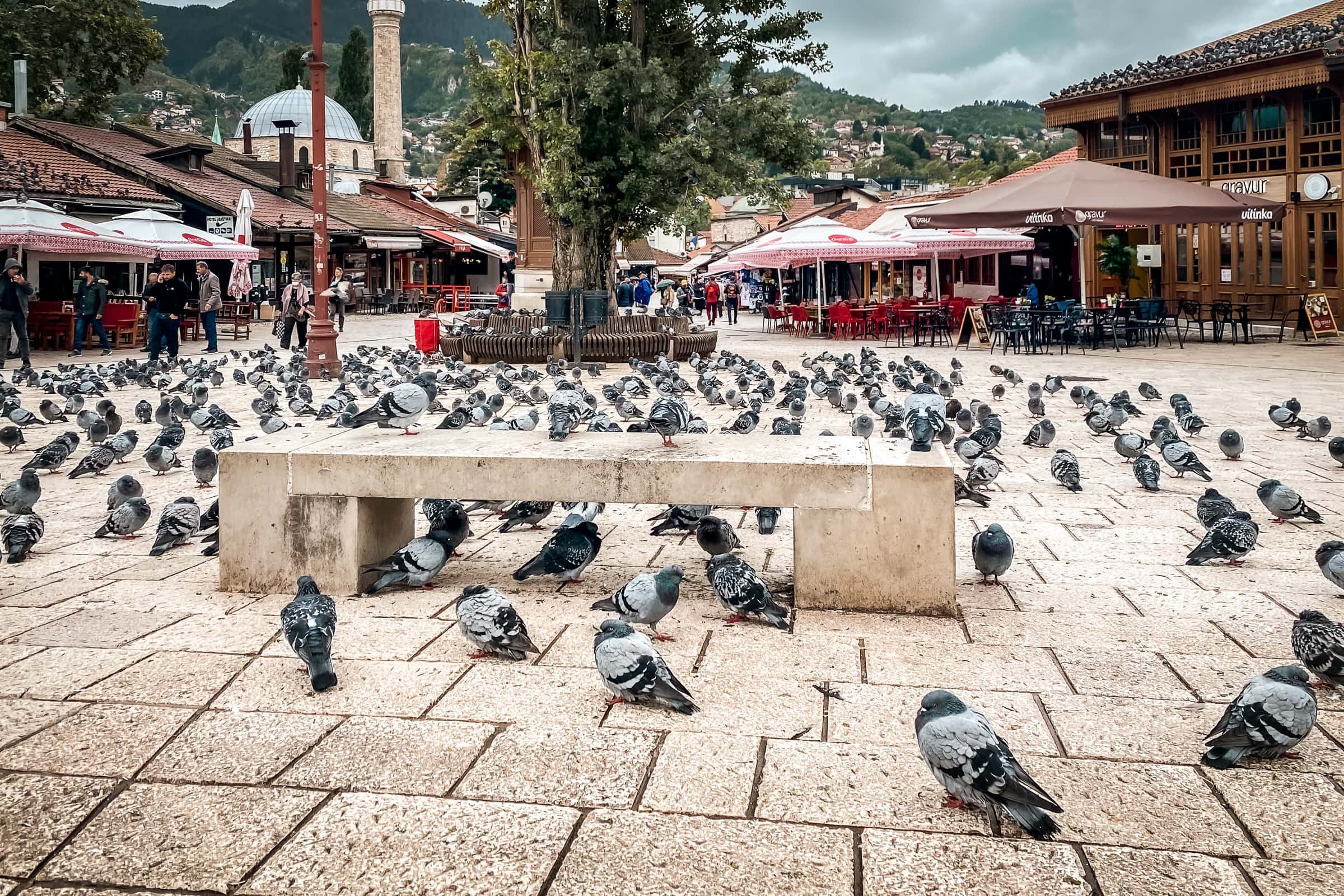 Tauben am "Taubenplatz" in Sarajevo