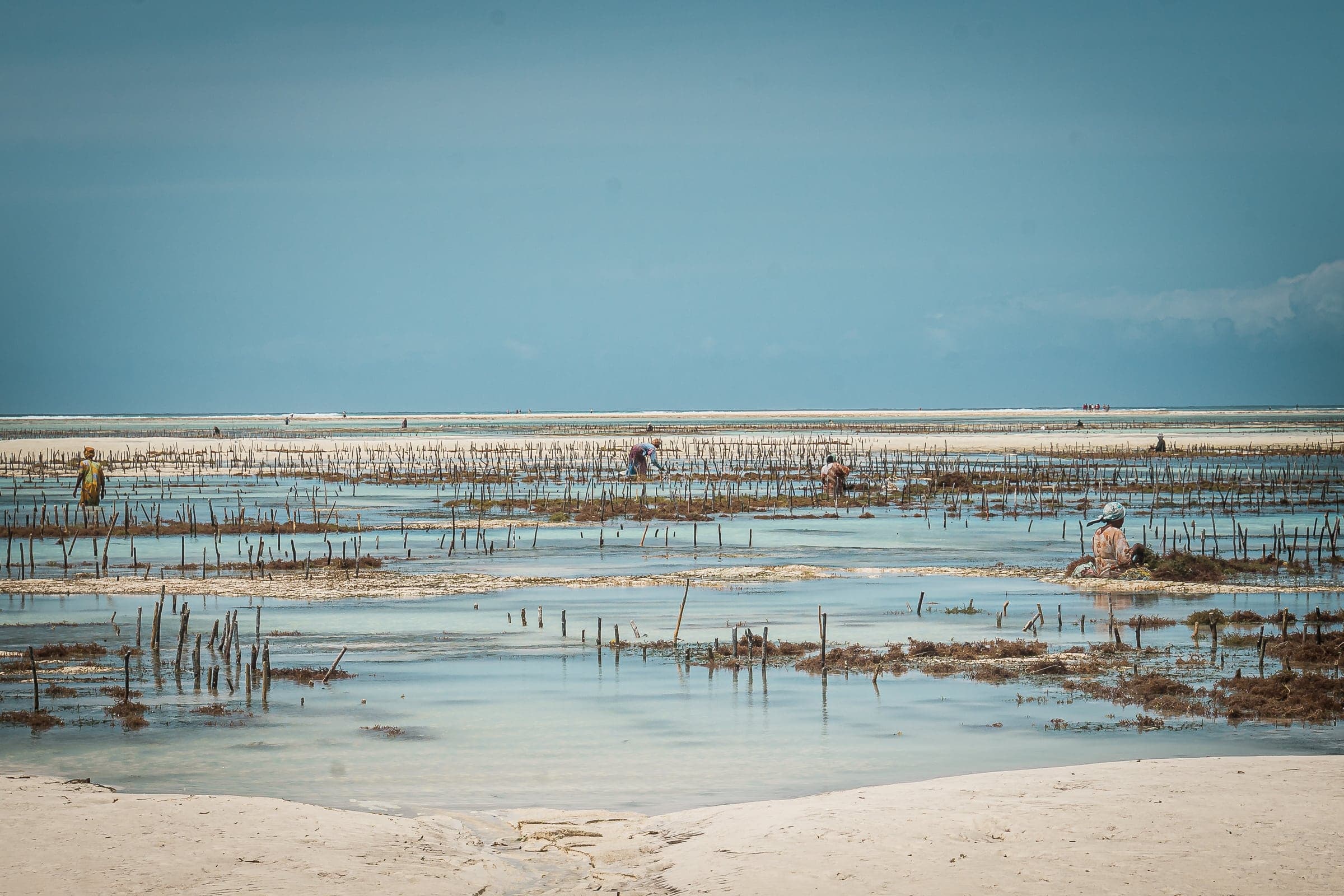 Frauen bei der Arbeit im Meer