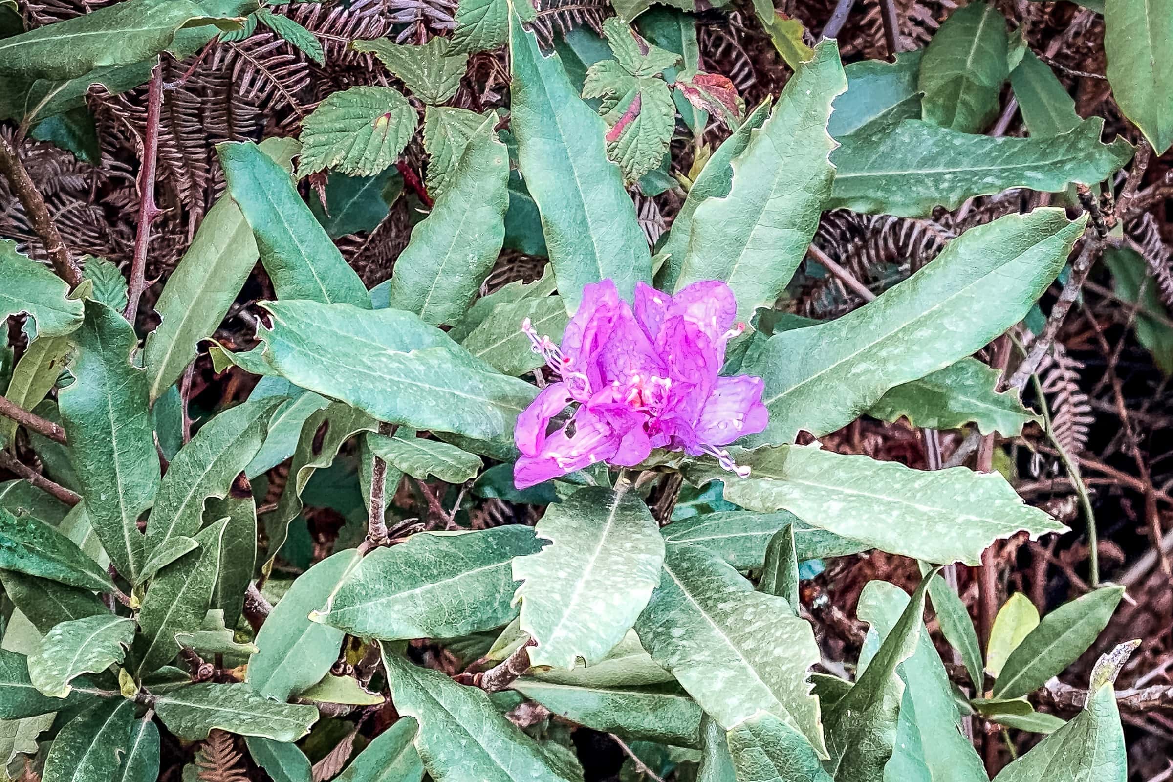 einzelne Adelfeira-Blüte im Dezember