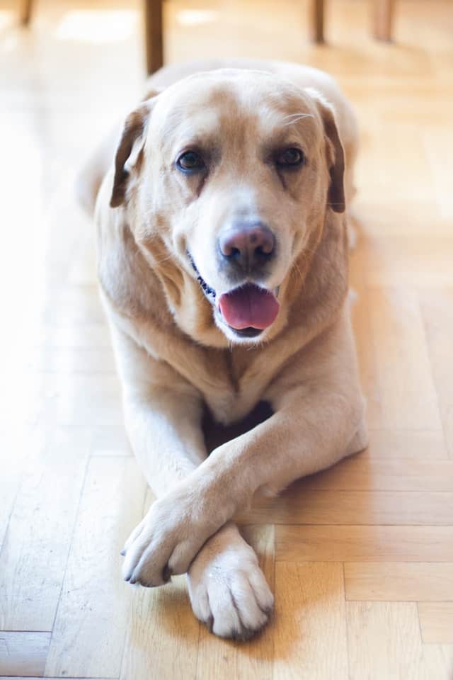 Golden Retriever Labrador Mix: The Goldador Breed Guide