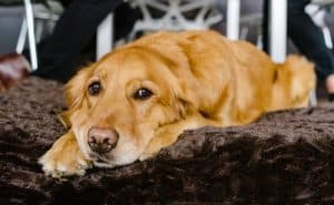 Best Dog Beds For Large Dogs