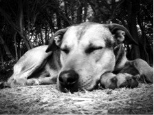 Park Dog Park Dog