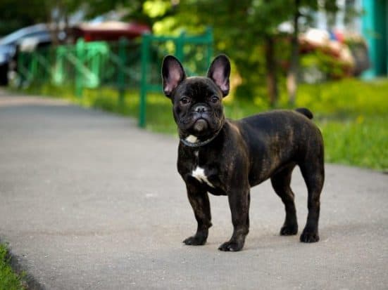 Best-Harness-for-French-Bulldogs222