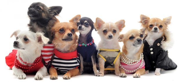 Harnesses for Chihuahuas Harnesses for Chihuahuas