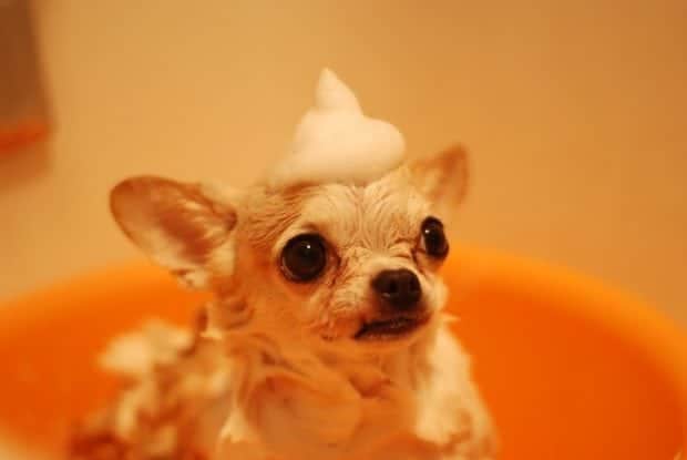 chihuahua suds chihuahua suds