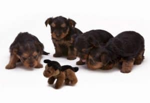 puppy with worms needs dewormer best dog dewormers for puppies and adult dogs