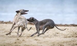 www.maxpixel.net-Dogs-Animals-Greyhounds-Mammal-Outdoors-Canine-1850147 Greyhounds running around