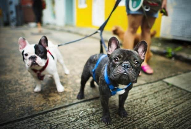 bestretractabledogleashes best retractable dog leashes