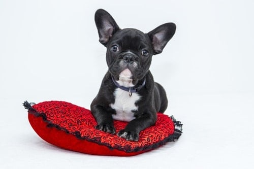 bulldog-puppy-dog-pet bulldog-puppy-dog-pet