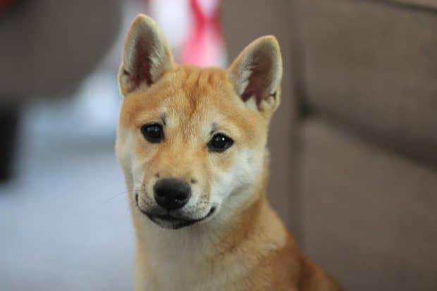 Shiba Inu Shiba Inu