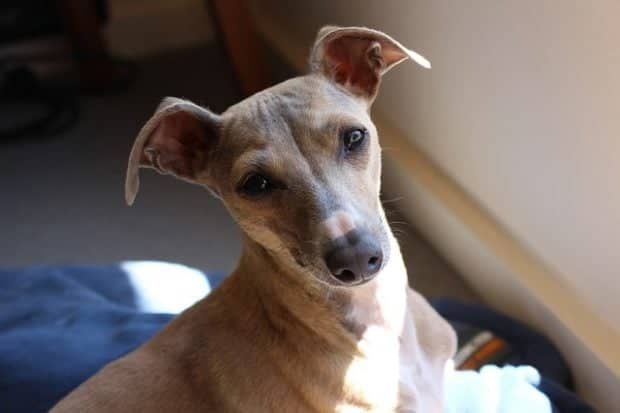 italian greyhound italian greyhound