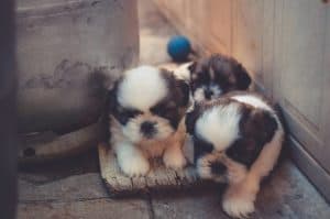 Puppies Need Flea Pills For Dogs Puppies Need Flea Pills For Dogs Medication