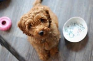 Labradoodle Waiting for Food best dog food for labradoodles