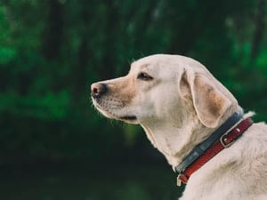 nature-animal-dog-pet Dog looking out