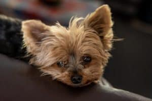 Best Dog Food For Yorkies Best Dog Food For Yorkies