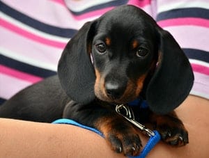 pexels-photo-257519 best dog beds for dachshunds