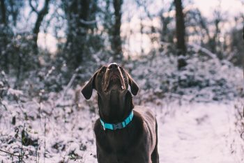 dog in snow with reflective dog collar dog in snow with reflective dog collar