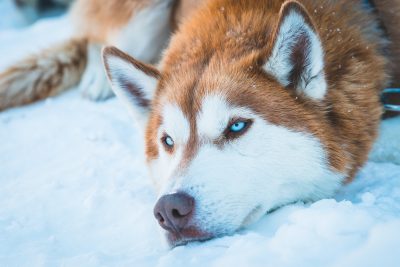 simon-rae-jY_2XG-6HU0-unsplash Brush For Siberian Huskies
