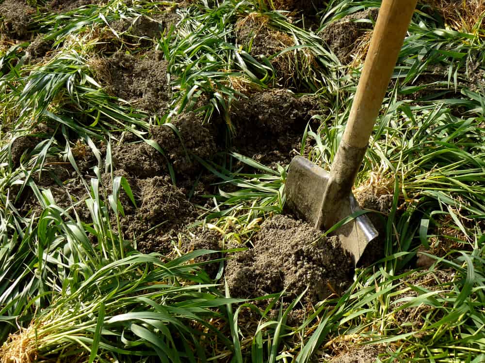 5-soil-improving-green-manures-for-the-winter-months