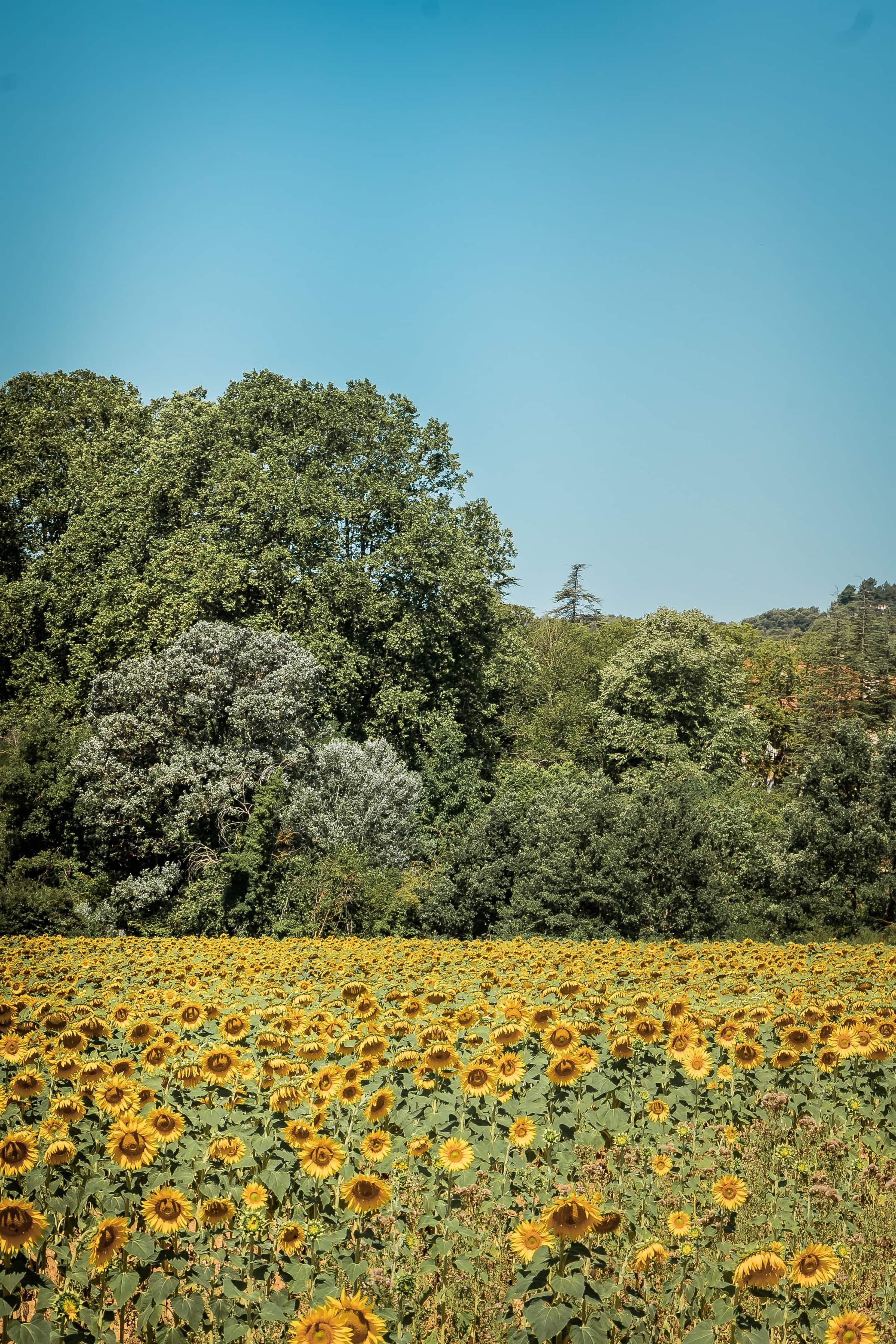 Sonnenblumen bei Cadenet