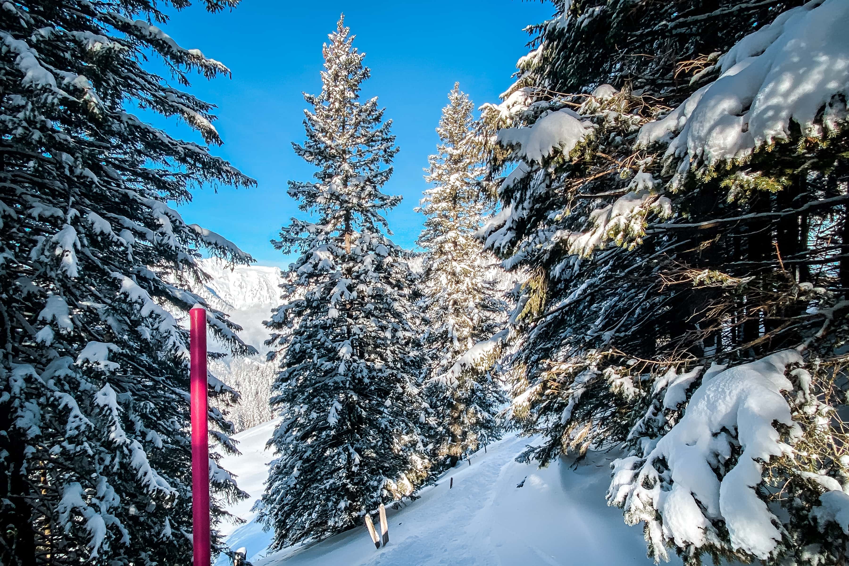 Weg durch den verschneiten Wald