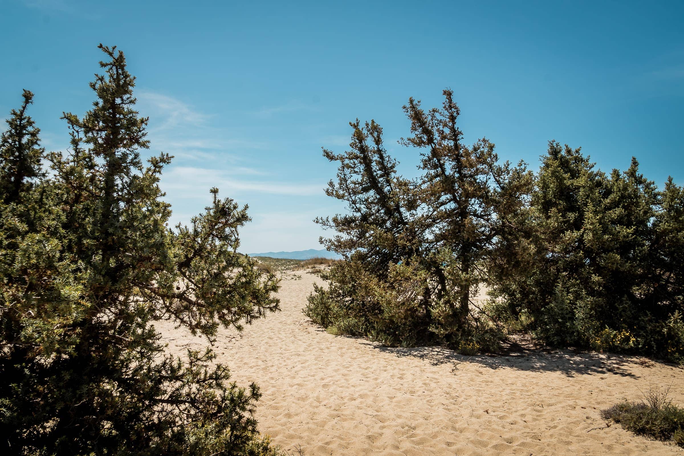 Zedernwald und Strand