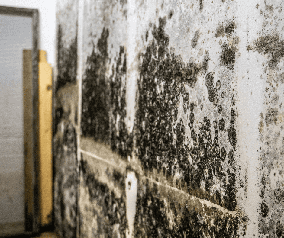 Home cleaning from mold