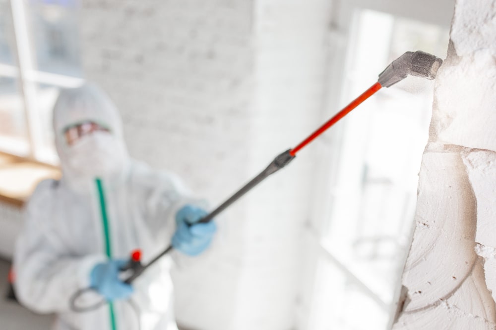 Mold Remediation in Anna, TX: Mitigating the Menace