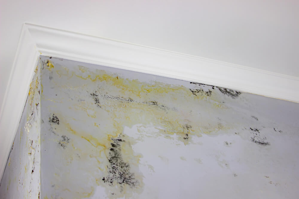 Say Goodbye to Mold: Expert Tips for Successful Mold Removal in McKinney