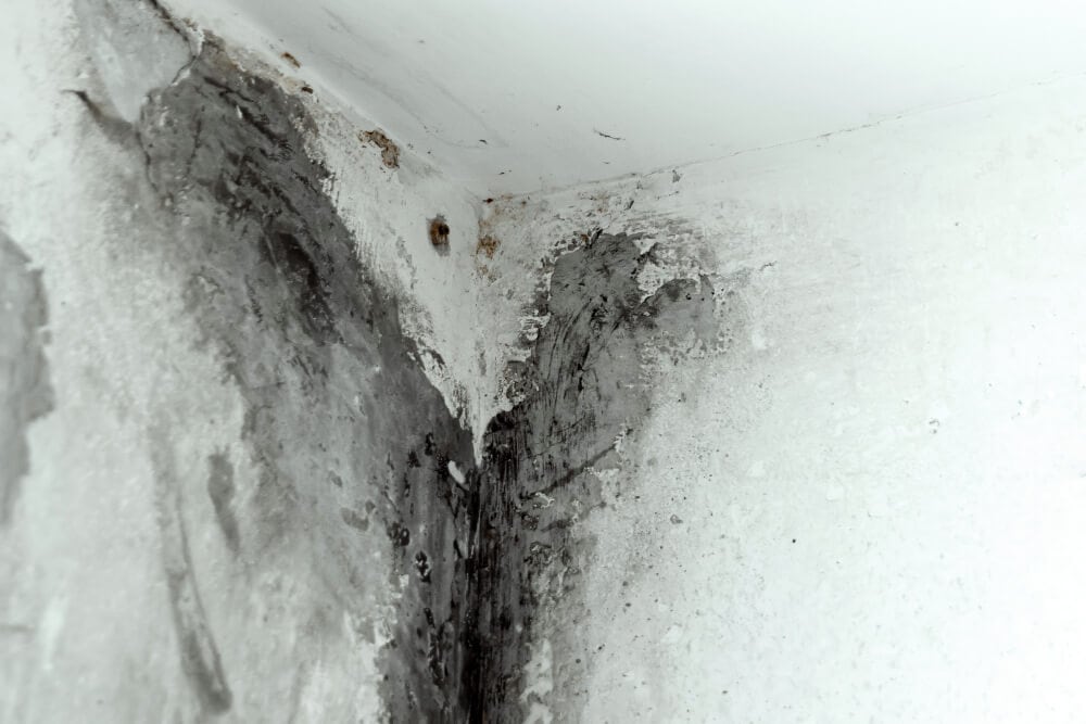 Unveiling the Hidden Threat: Mold and Its Impact on Well-being