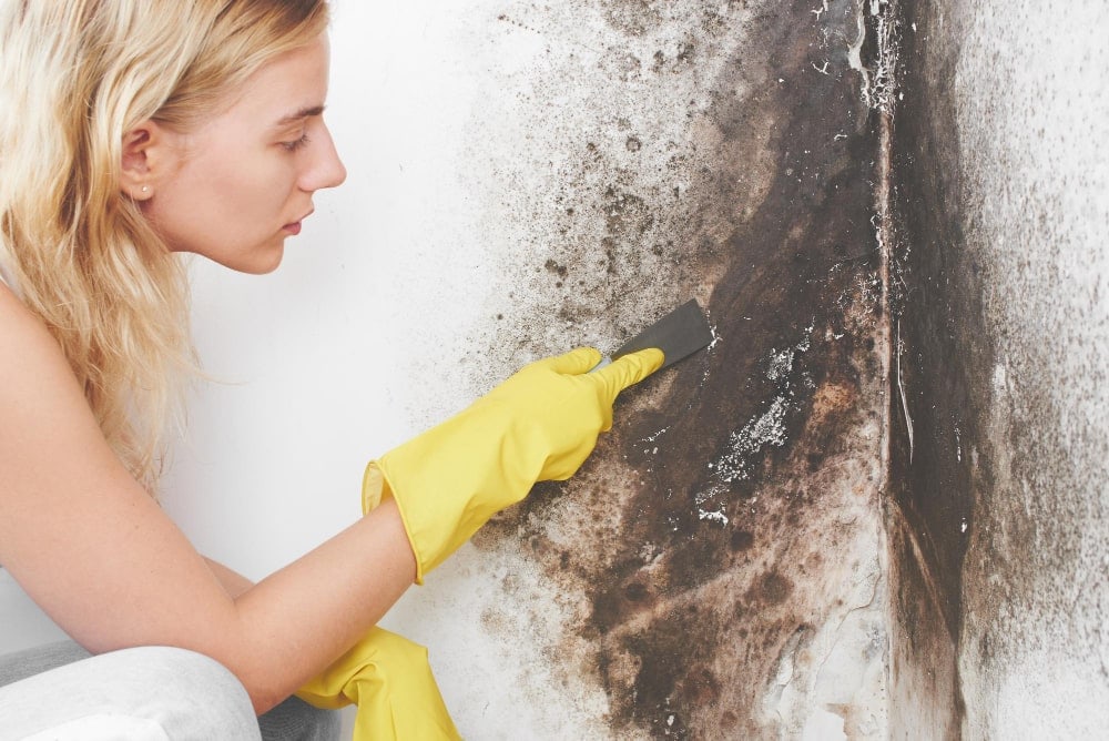 Mold Removal Regulations: Navigating McKinney’s Compliance Landscape